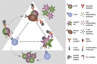 The Role of B Cells and Antibodies in Multiple Sclerosis, Neuromyelitis Optica, and Related Disorders